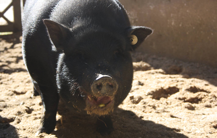 schwein speedy trauriges