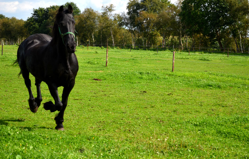 schwarzes pferd Lissy galoppiert auf der wiese trauriges