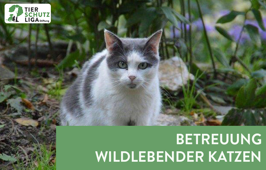 beitragsbild ehrenamt freilebende katzen wald logo