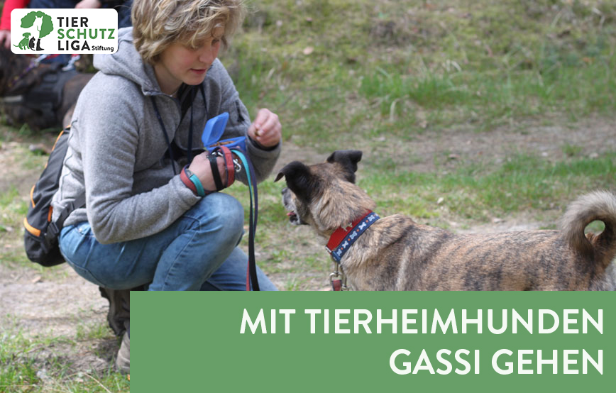 beitragsbild ehrenamt gassigeher frau hund logo
