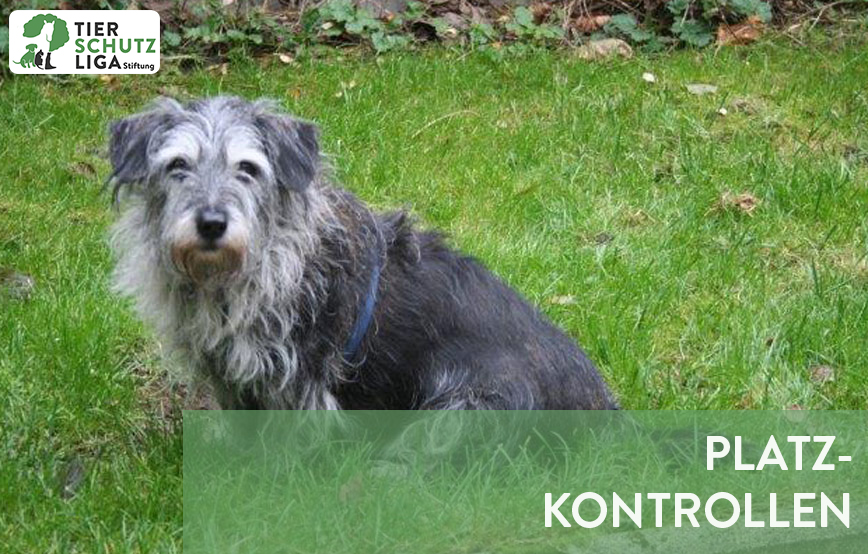 beitragsbild ehrenamt platzkontrollen hund wiese logo