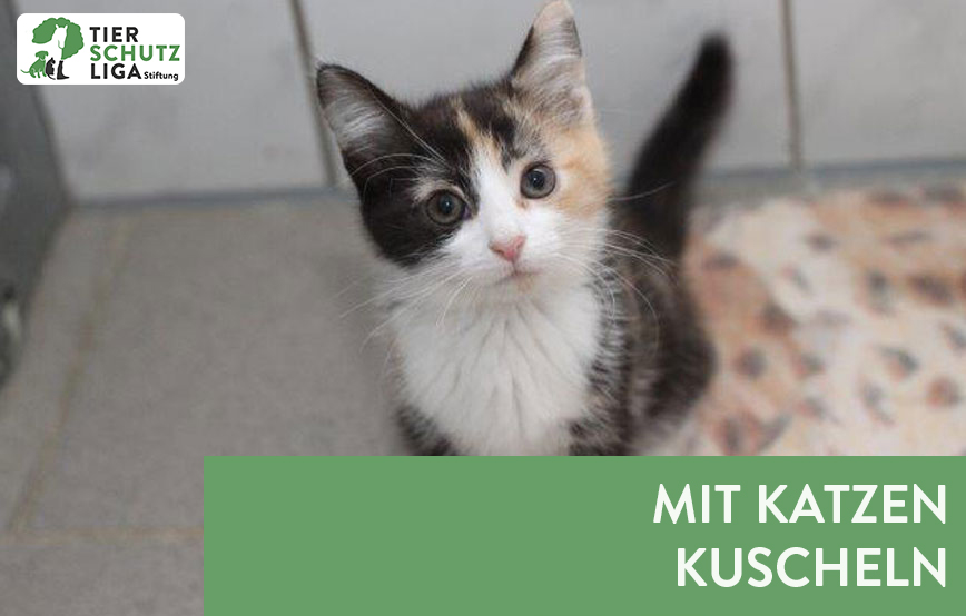 beitragsbild mit katzen kuscheln logo