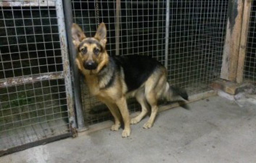 Hund sitzt auf betonboden vor gitter