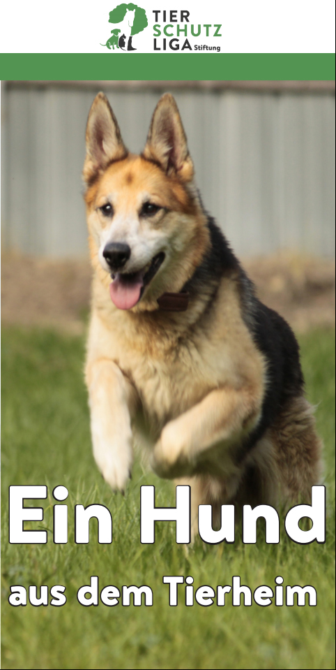 tierheimhund_deck