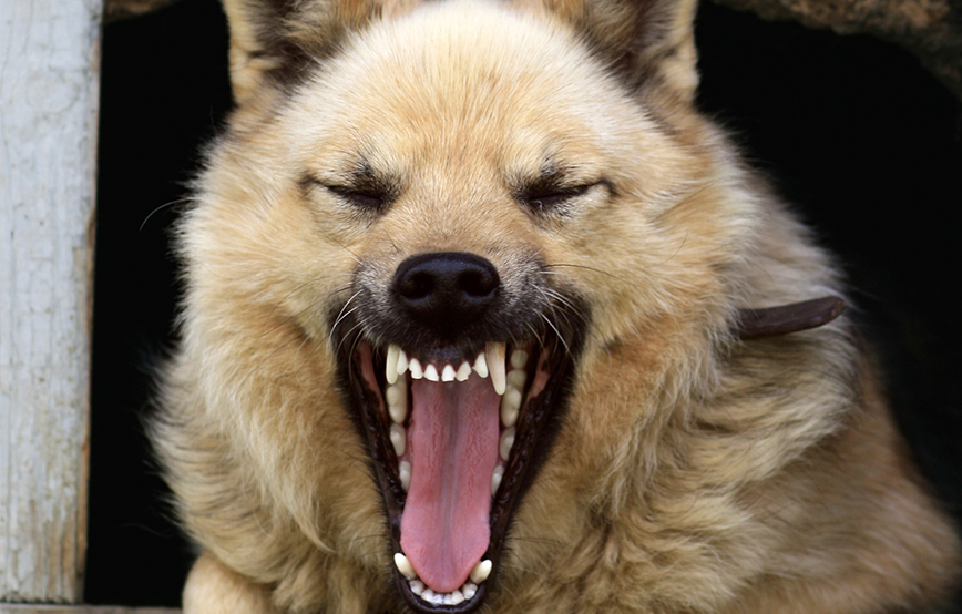 beitragsbild hund tollwut