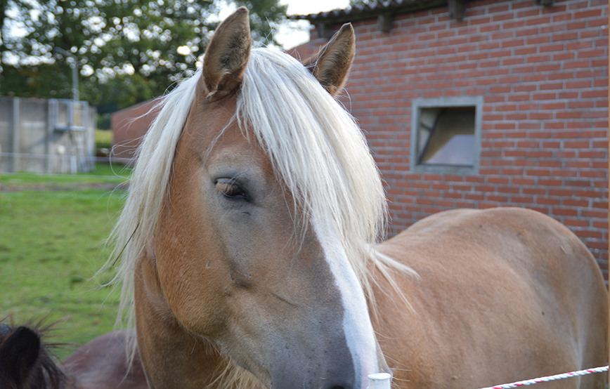 beitragsbildequidenpass2