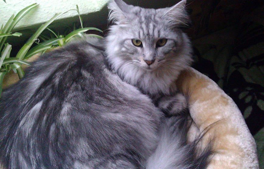 beitragsbildvergiftung