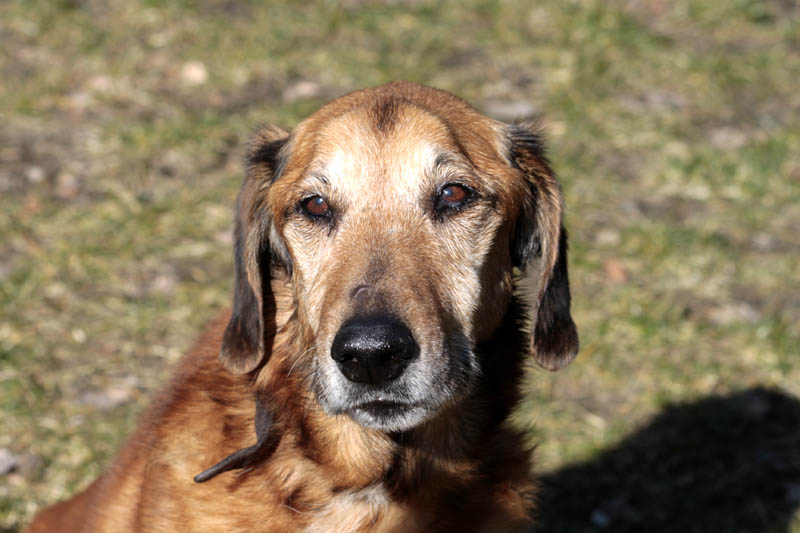 Strolch Patentier Profilfoto