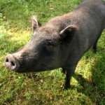 01126_Willi_im_Sommer-2