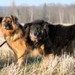 Bisquit&Vivaldi_2015-1