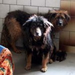 Bisquit_Vivaldi_beiAnkunft