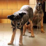 Bisquit_Vivaldi_geschoren