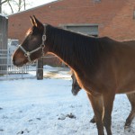 Vollblut-Trakehner Pferd Poseidon im Schnee