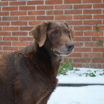 Labrador Hündin Fly vor Mauer Ponystall