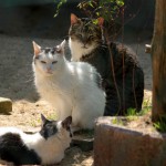 Peter_S2906_201409-5