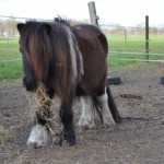 Ponystute sissi steht auf der koppel mit heu im maul