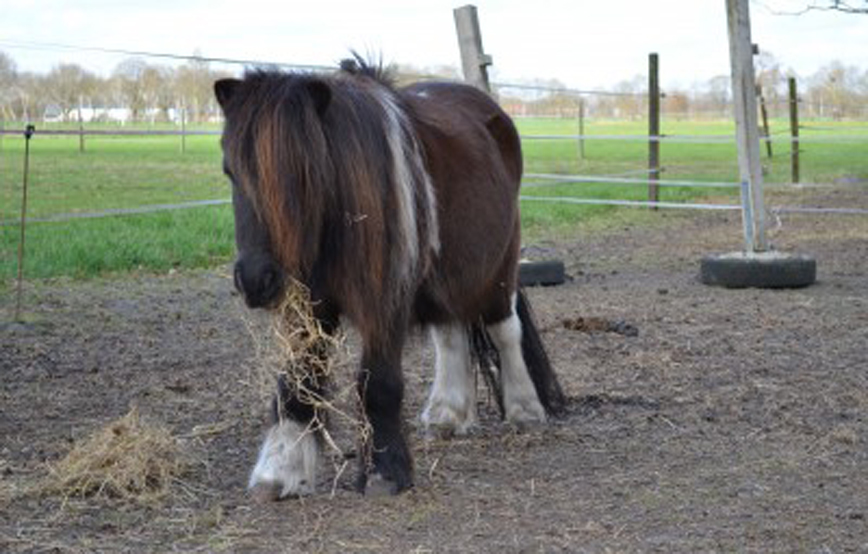 Ponystute sissi steht auf der koppel mit heu im maul