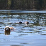Golden Retriever Hund Samy und seine Freude