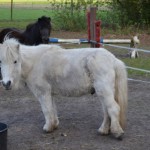 Shetty-Ponystute-Sissi-und-Mickey