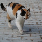 Katze Sonnie läuft auf dem Hof