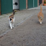 Katze Sonnie und ihr Katzenkumpel