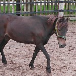 Welsh Stute Tina auf der Koppel