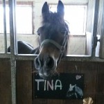Welsh Stute Tina schaut aus ihrer Box