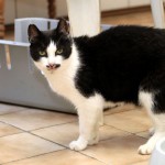 Katze Toto steht vor Stuhlbein FließenToto_K2433_2014-4.jpg