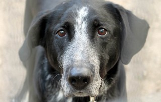 beitragsbild ben hund tierschutzliga dorf