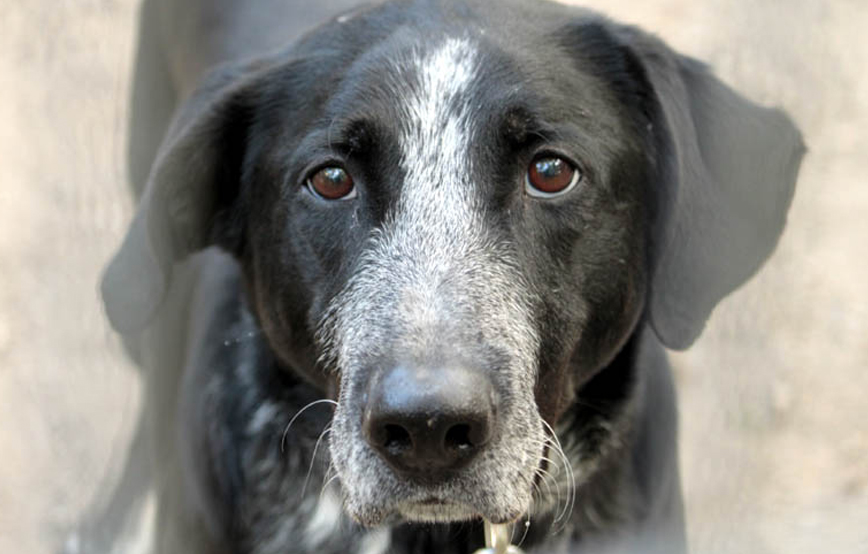 beitragsbild ben hund tierschutzliga dorf
