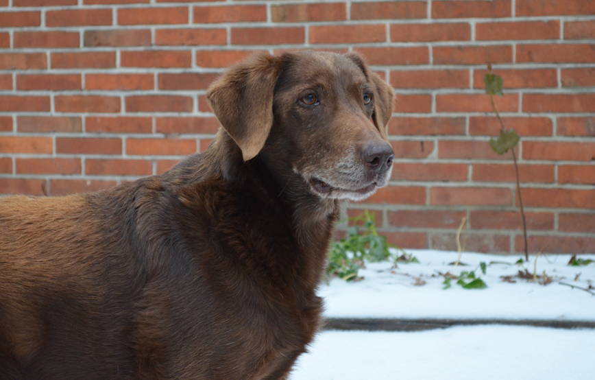 beitragsbild hund fly tierschutzliga dorf