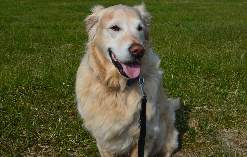 beitragsbild hund retriever samy tierschutzliga dorf