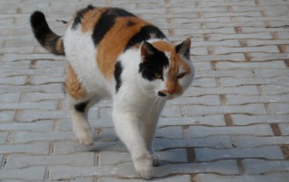 beitragsbild katze sonny tierschutzliga dorf