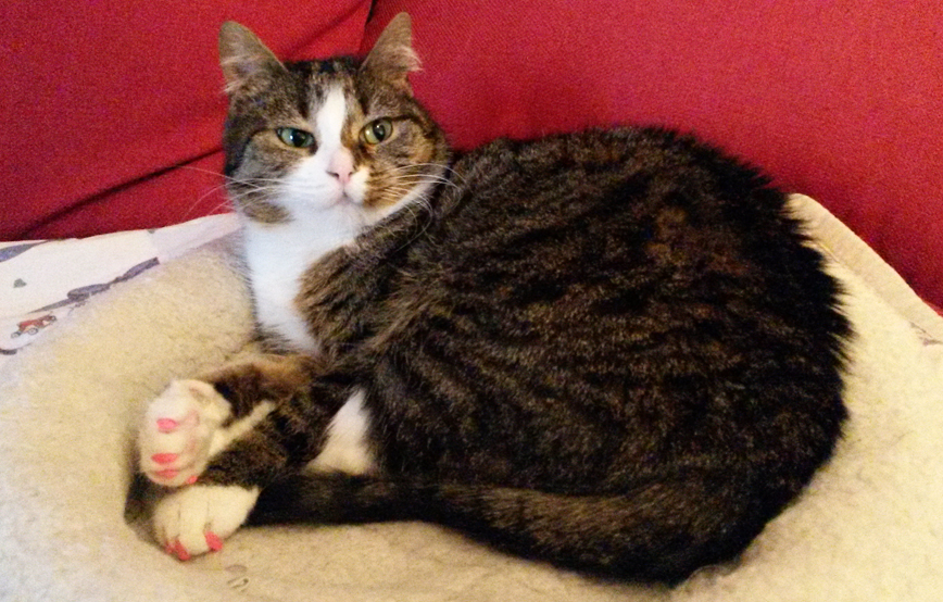 beitragsbild katze tina wk 360 13 tierschutzliga