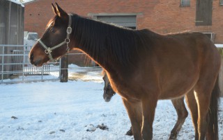 beitragsbild pferd perseidon wardenburg patenschaft