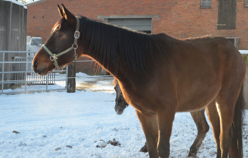 beitragsbild pferd perseidon wardenburg patenschaft