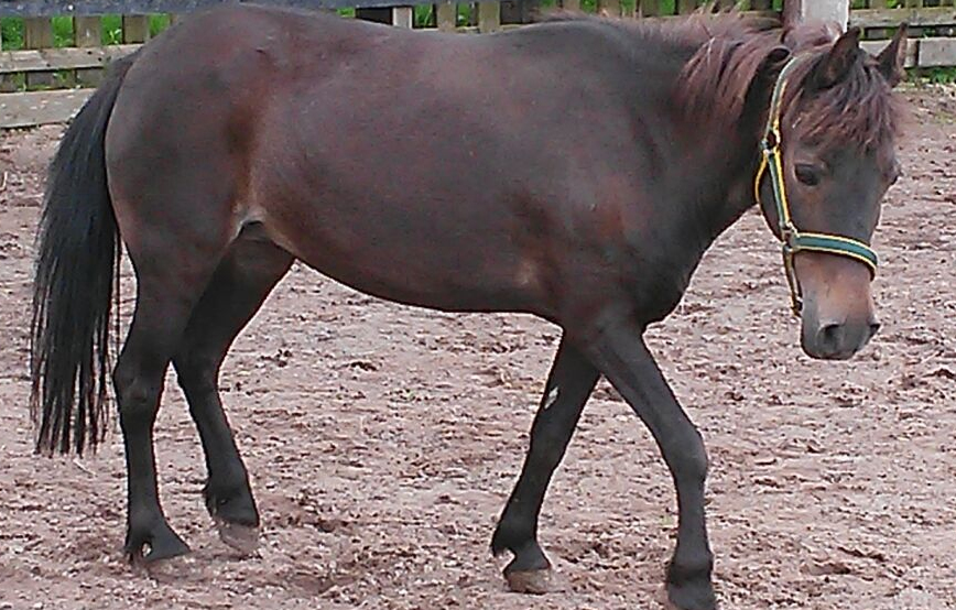 beitragsbild pferd tina wardenburg