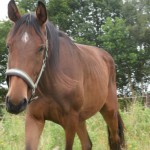 Vollblut-Trakehner Pferd Poseidon von vorn