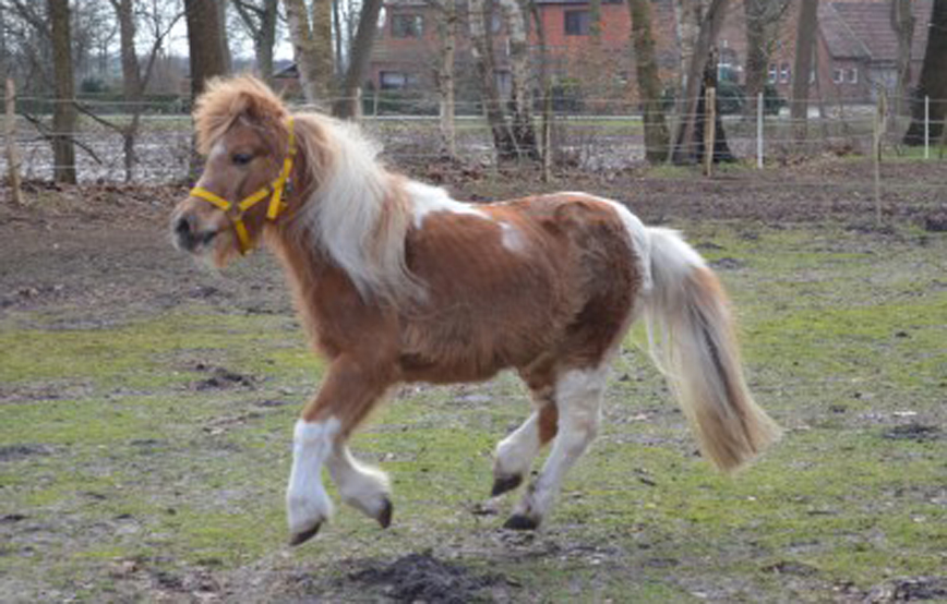 pony mary galoppiert auf der wiese