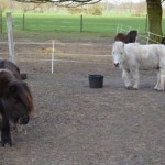 shetty mickey steht auf der koppel