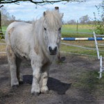 shetty mikey auf koppel