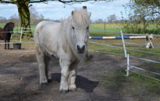 shetty mikey auf koppel