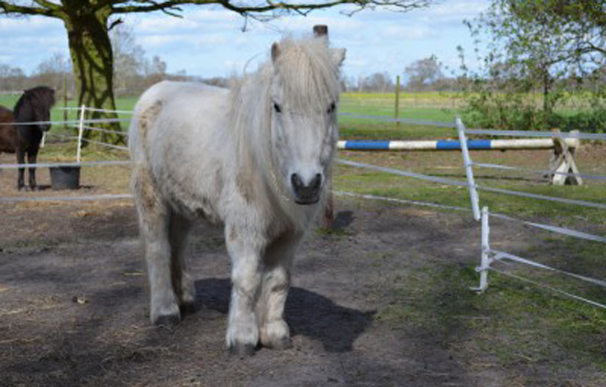 shetty mikey auf koppel