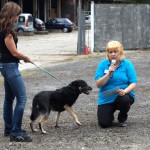 Hundevorführung Alan