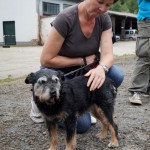 Hundevorführung Evi