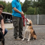 Hundevorführung Felix