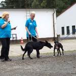 Hundevorführung 2