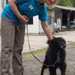 Hundevorführung Ivel 1