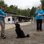 Hundevorführung Ivel 2