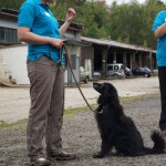Hundevorführung Ivel 3